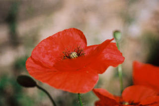 Coquelicot-
